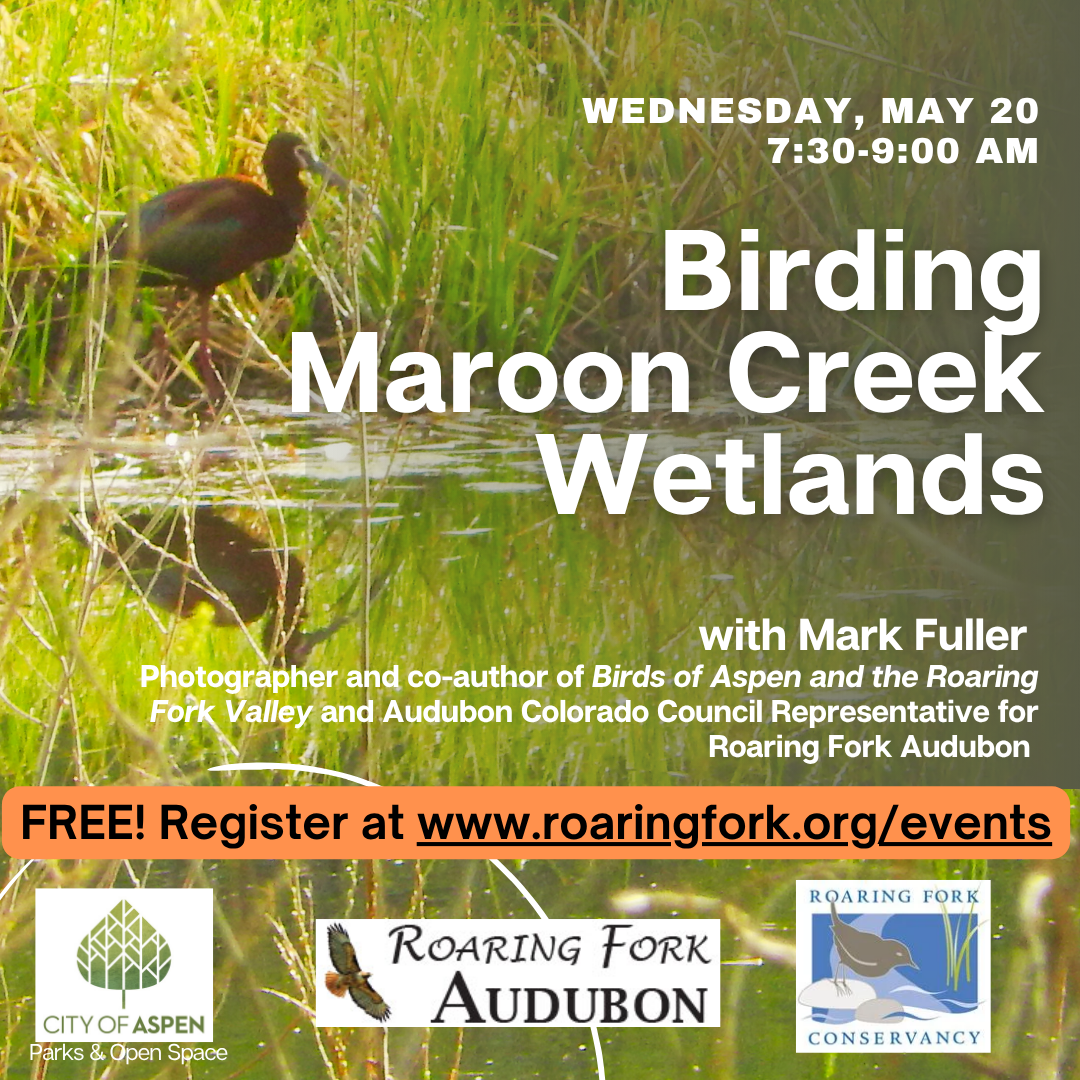 Birding%20Maroon%20Creek%20Wetlands.png