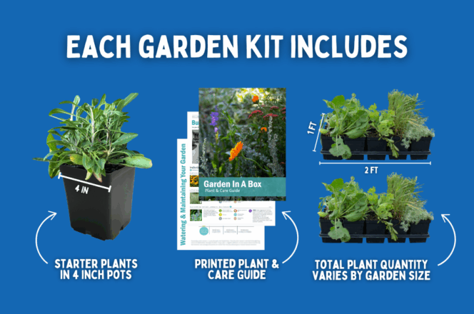 Garden-In-A-Box-What-To-Expect-Graphic-664x440.png
