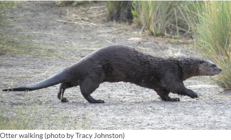 otter.png